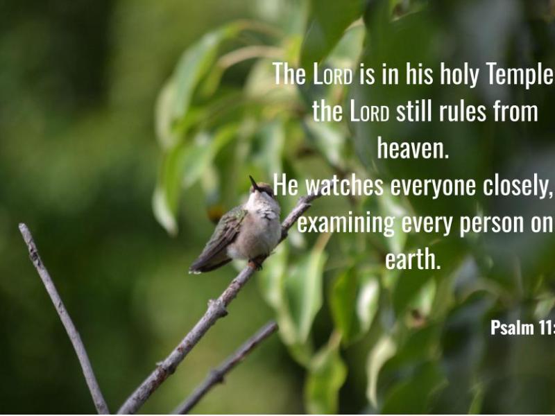 Psalm 11:4