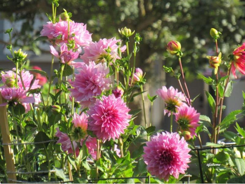 Garden Snapshot -40