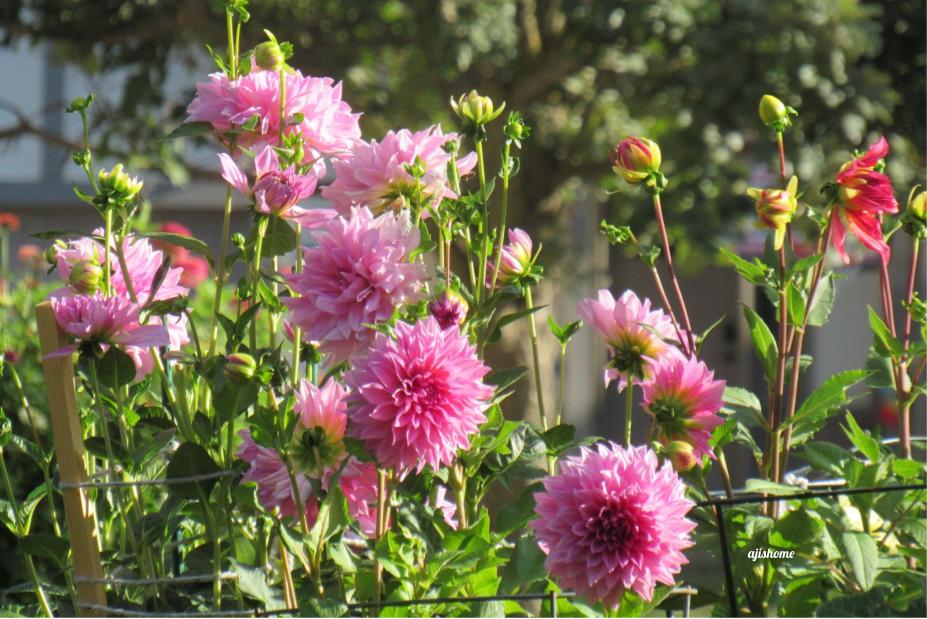 Garden Snapshot -40