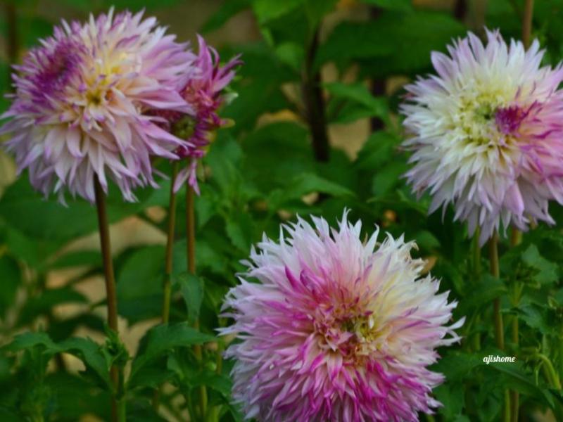 Garden Snapshot -41