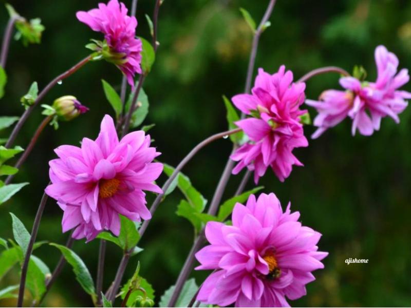 Garden Snapshot -42