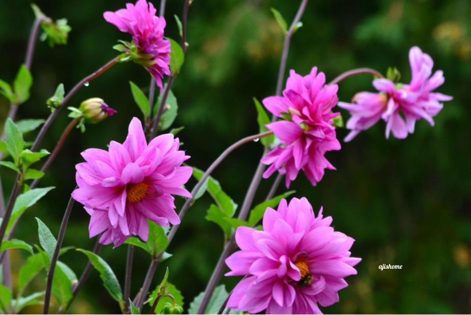 Garden Snapshot -42