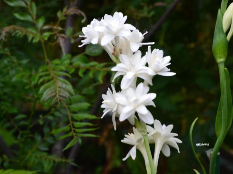 Garden Snapshot –&nbsp;43