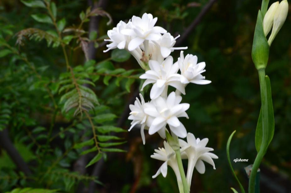 Garden Snapshot –&nbsp;43