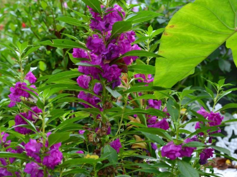 Garden Snapshot –&nbsp;44