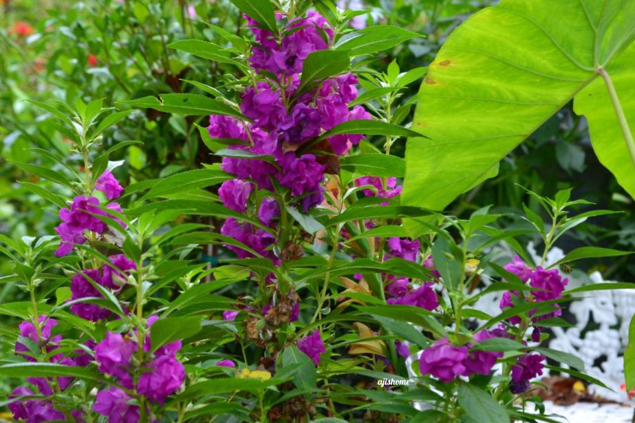 Garden Snapshot –&nbsp;44