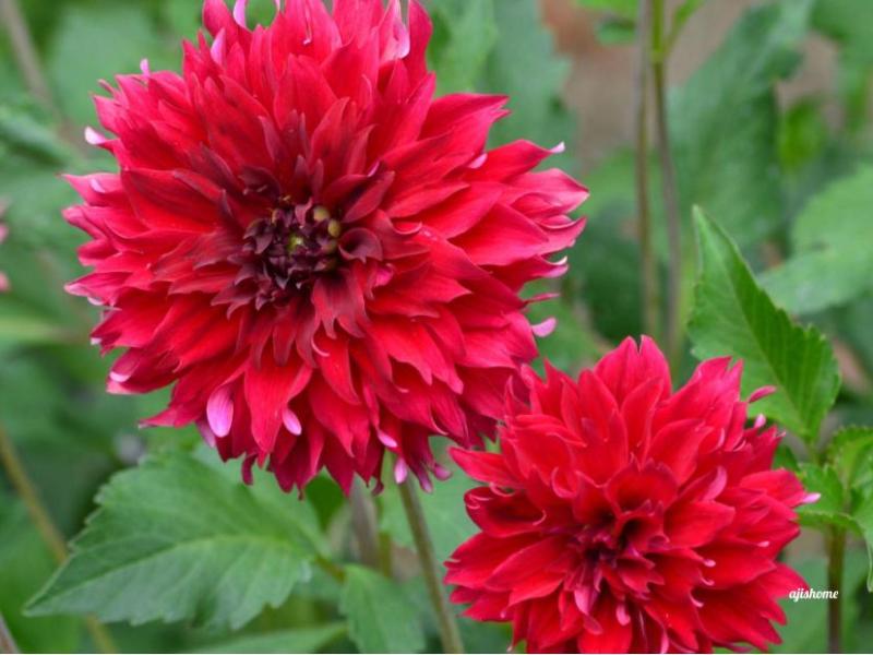 Garden Snapshot –&nbsp;45
