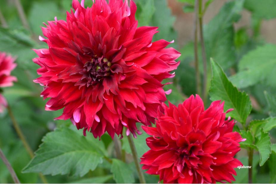 Garden Snapshot –&nbsp;45