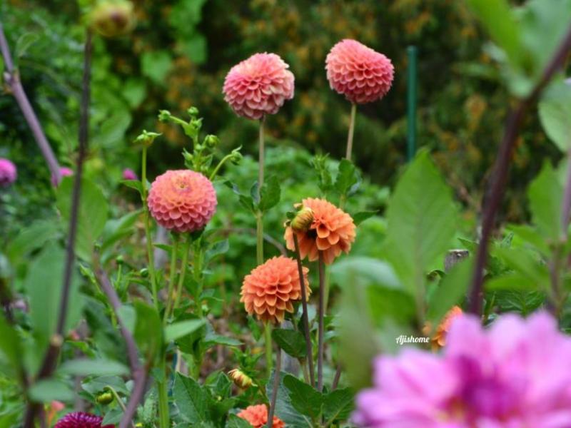 Garden Snapshot -46