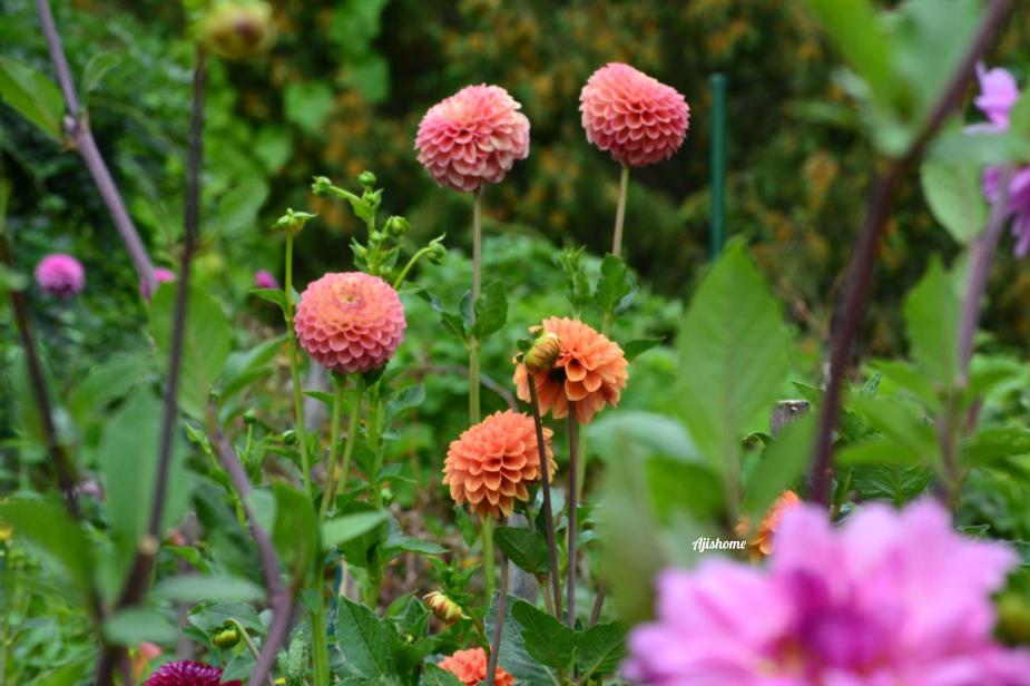 Garden Snapshot -46