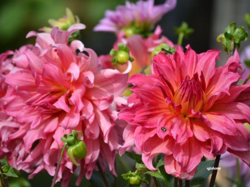 Garden Snapshot -47
