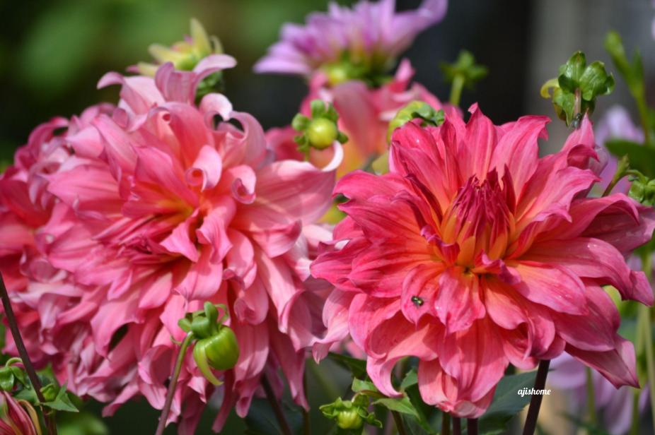 Garden Snapshot -47