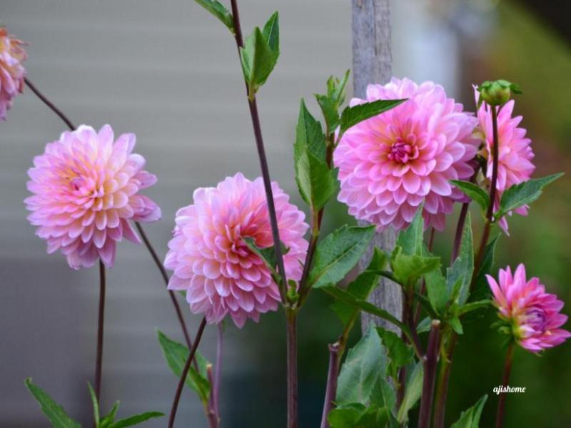Garden Snapshot –&nbsp;48