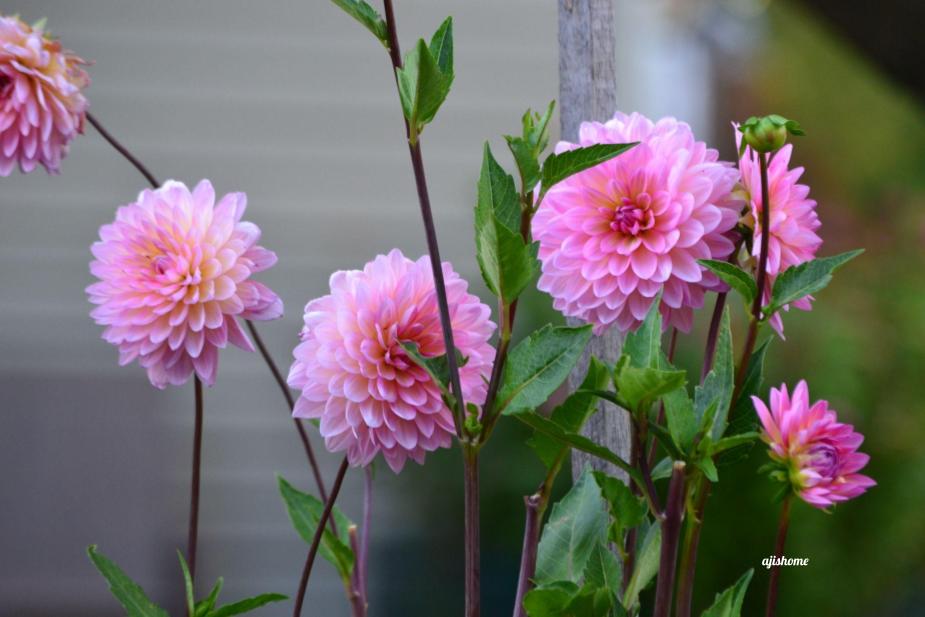 Garden Snapshot –&nbsp;48