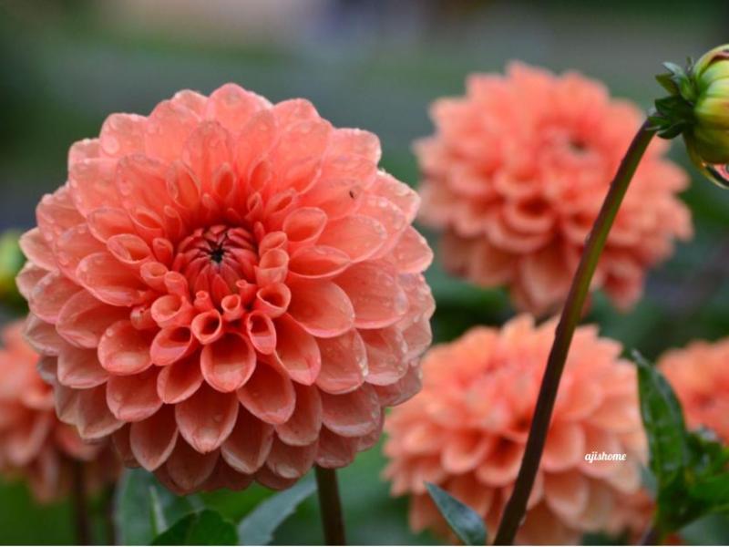 Garden Snapshot -49