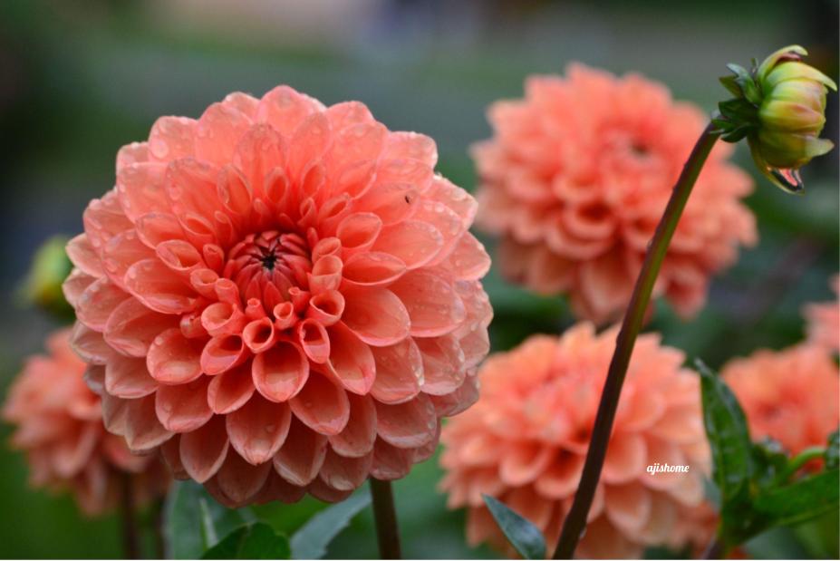 Garden Snapshot -49