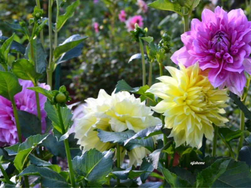 Garden Snapshot –&nbsp;50