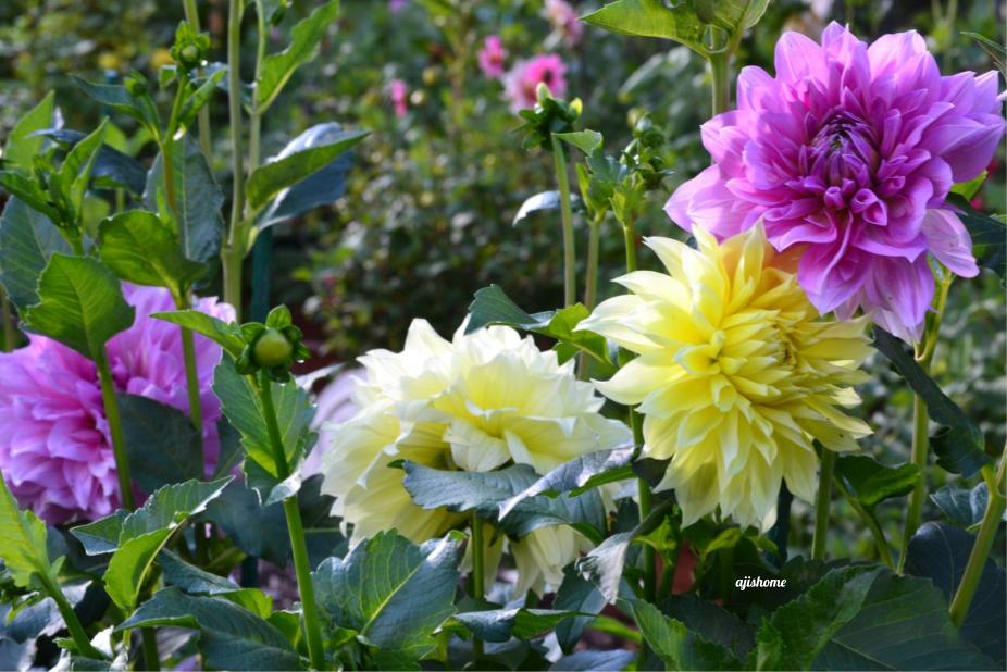 Garden Snapshot –&nbsp;50