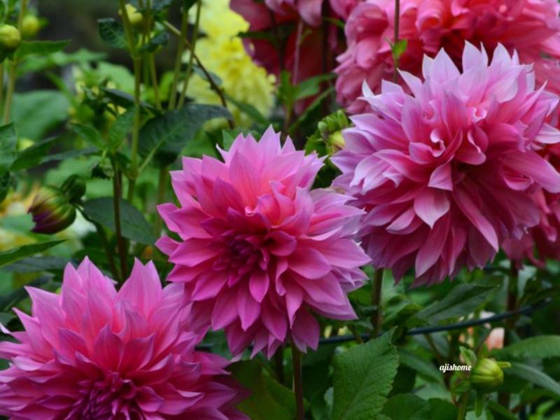 Garden Snapshot -51