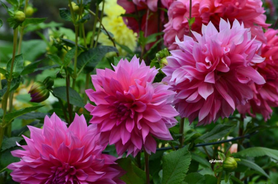 Garden Snapshot -51