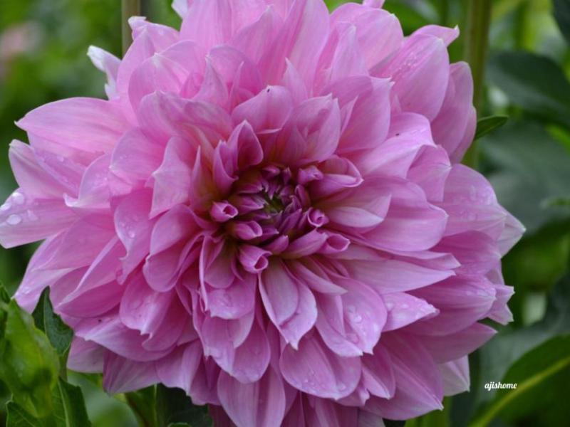 Garden Snapshot -52