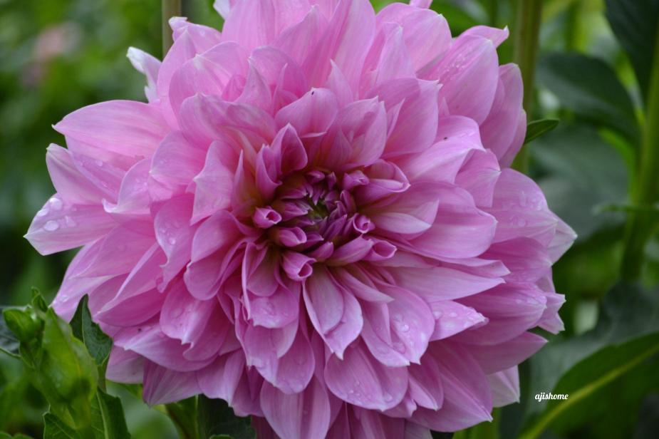 Garden Snapshot -52