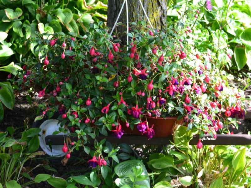 Garden Snapshot -53