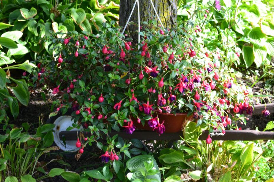 Garden Snapshot -53