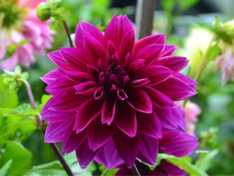 Garden snapshot –&nbsp;54