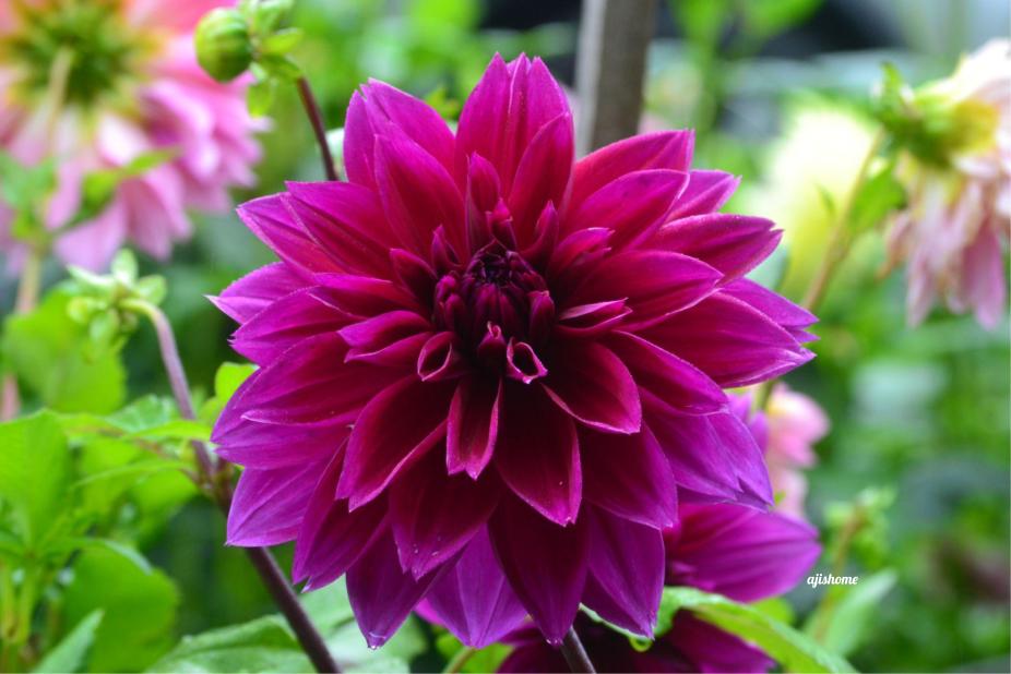 Garden snapshot –&nbsp;54