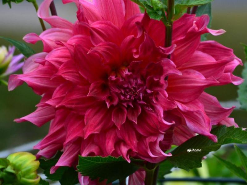 Islander Dahlia