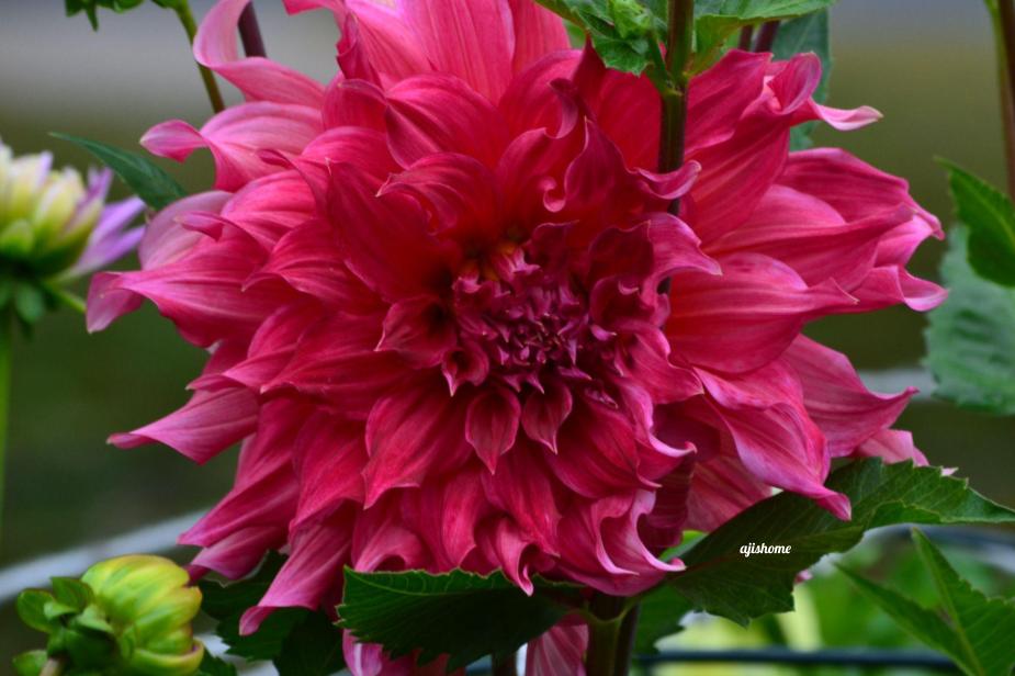 Islander Dahlia