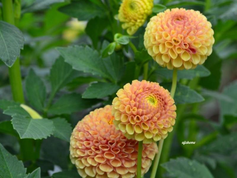 Pop Willow dahlia