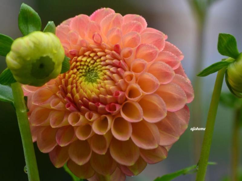 Snoho Doris Dahlia