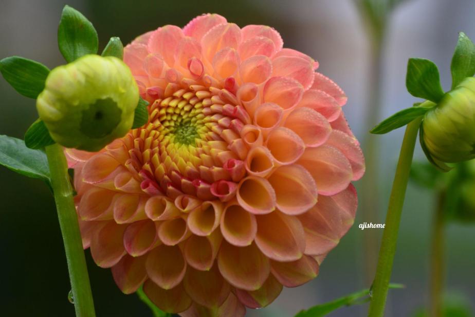 Snoho Doris Dahlia