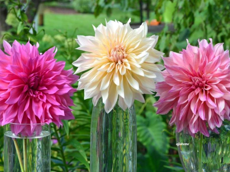 Cafe au lait dahlia&nbsp;collection