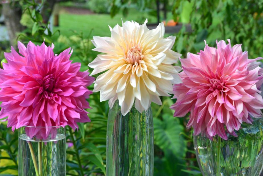 Cafe au lait dahlia&nbsp;collection