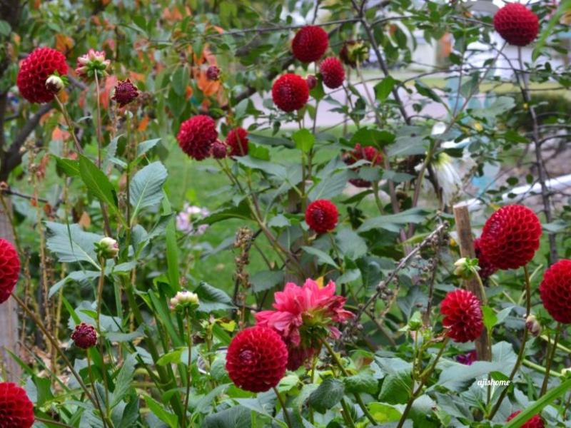 Cornel red dahlias beautifully showcasing Christmas decor in the&nbsp;backyard