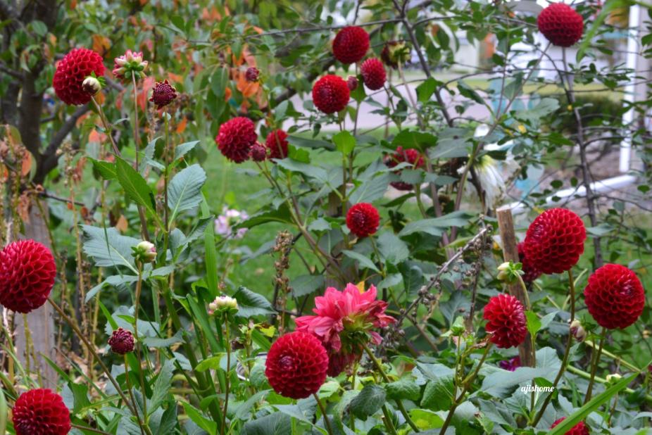 Cornel red dahlias beautifully showcasing Christmas decor in the&nbsp;backyard