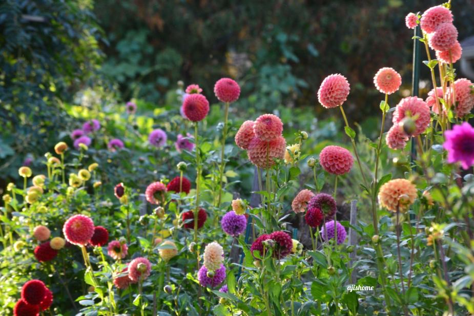 My favorite view from the&nbsp;garden
