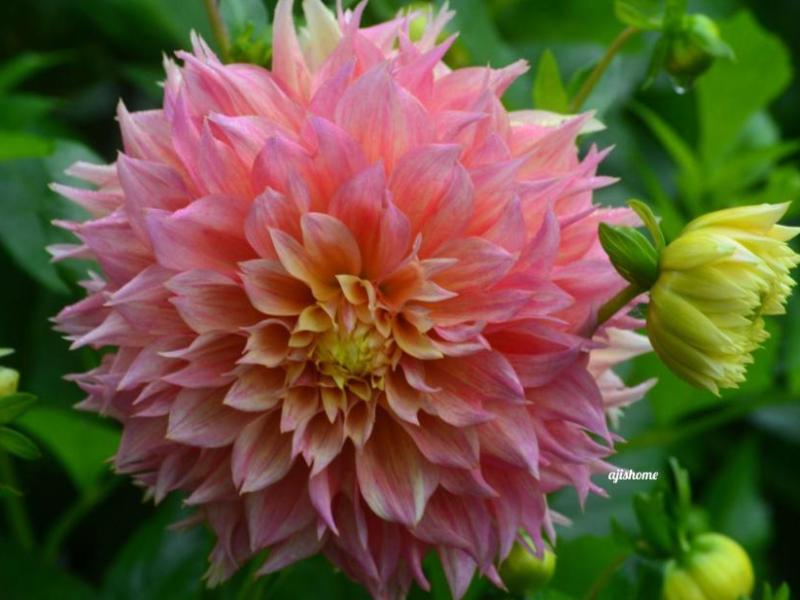 Garden Snapshot -55