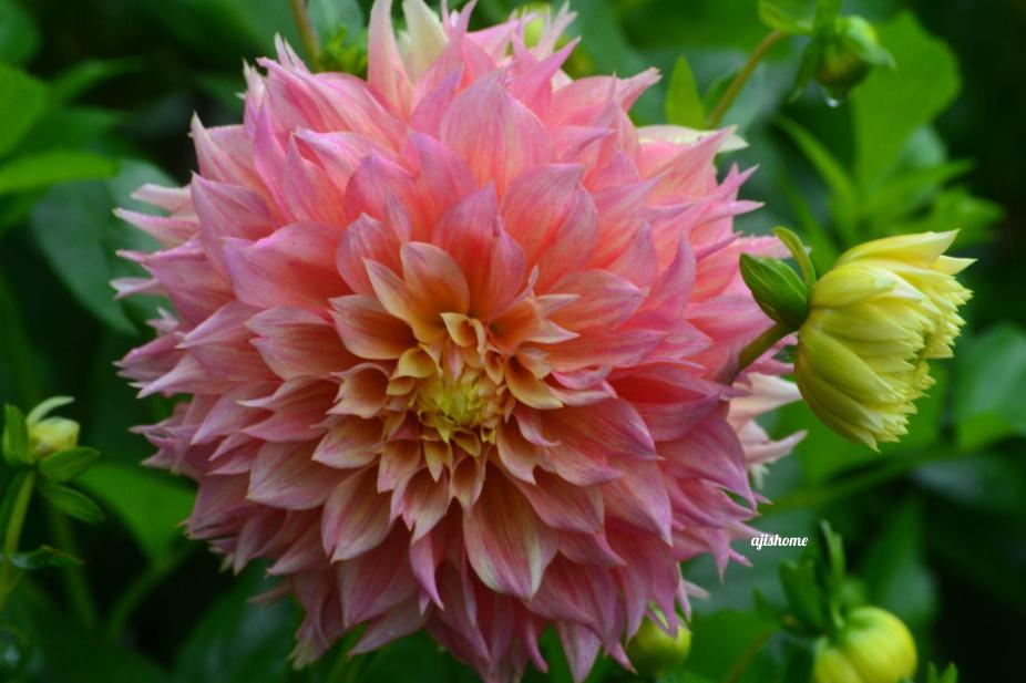 Garden Snapshot -55