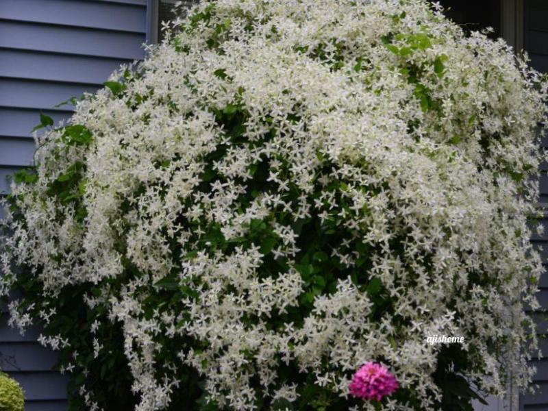 Garden Snapshot -56