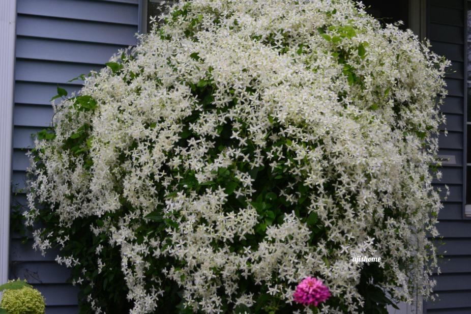 Garden Snapshot -56