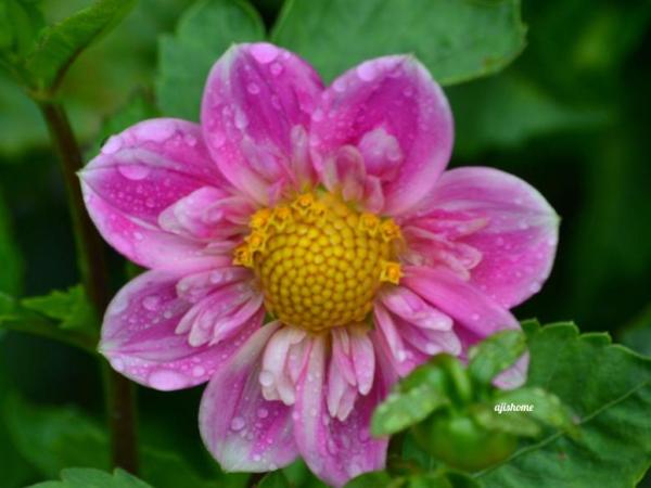 Garden Snapshot -57