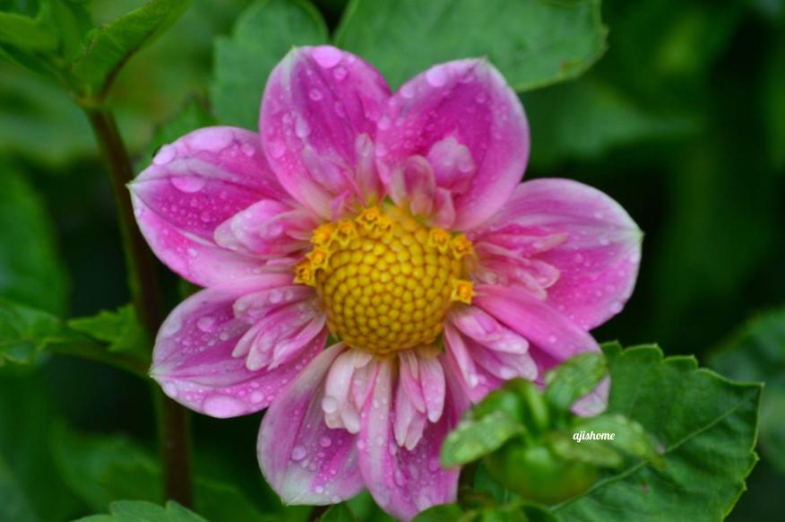 Garden Snapshot -57