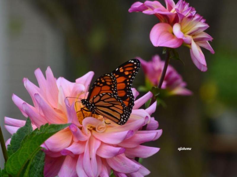 Garden Snapshot -59