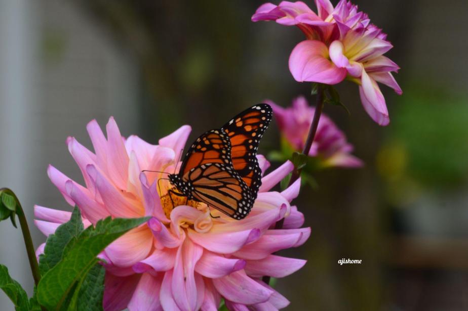 Garden Snapshot -59
