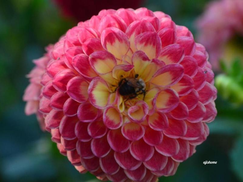 Garden Snapshot -60