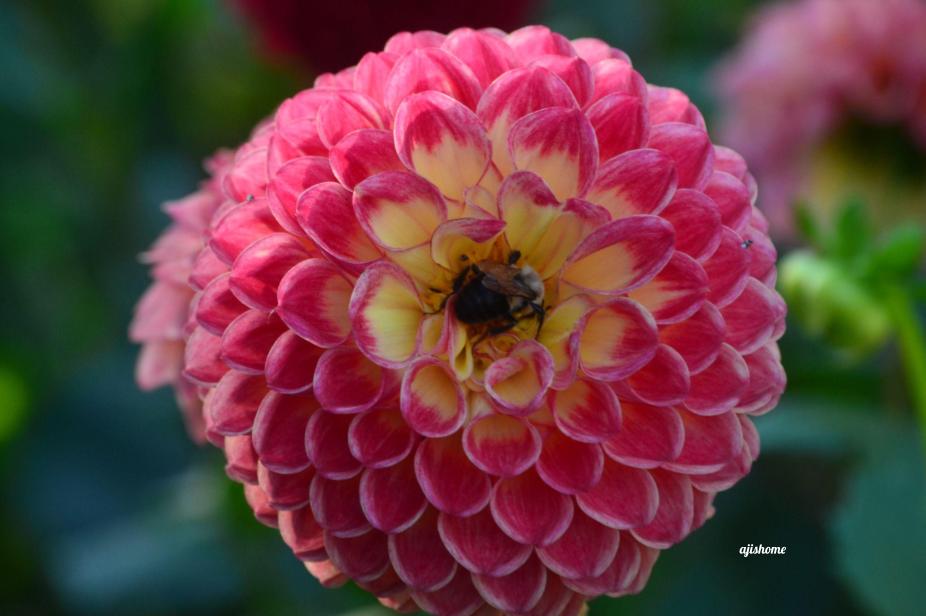 Garden Snapshot -60